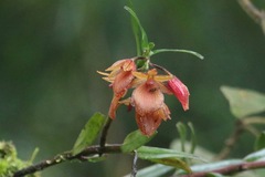 Epidendrum arevaloi