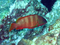 Epinephelus fasciatus