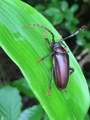 Prionus insularis