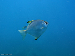 Monodactylus argenteus