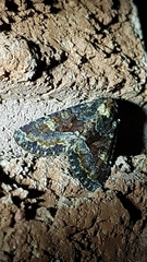 Apamea amputatrix