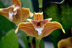 Maxillaria striata