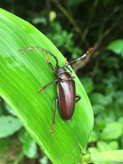 Prionus insularis