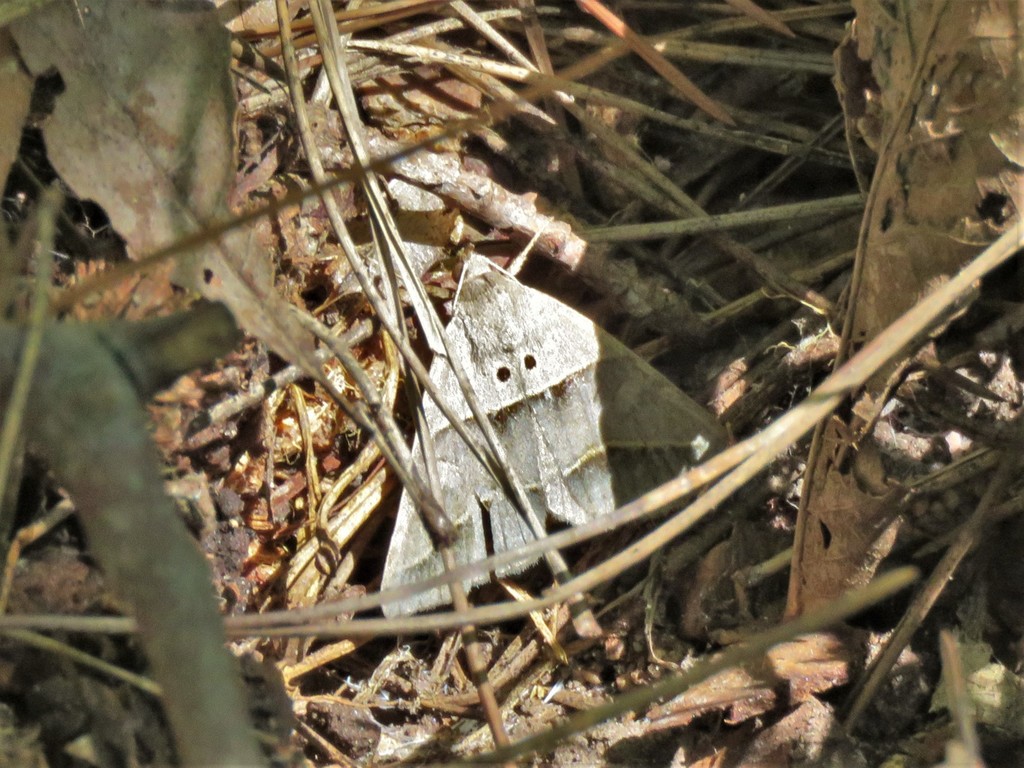 Common Ptichodis Moth