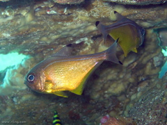 Pempheris affinis