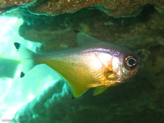 Pempheris affinis