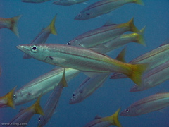 Dinolestes lewini