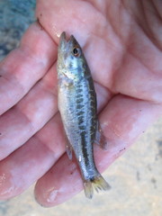 Micropterus punctulatus