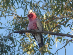 Eolophus roseicapilla