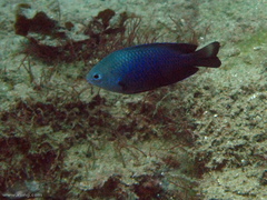 Pomacentrus australis