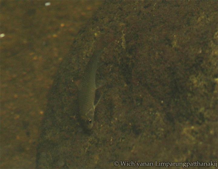 Somphong Barb