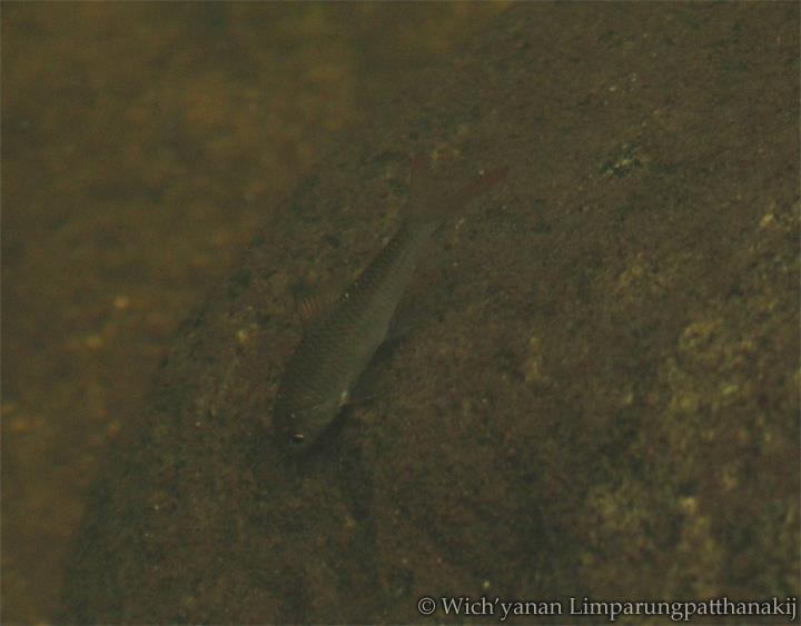Somphong Barb photo 5