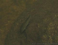 Somphong Barb photo 2