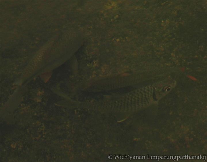 Somphong Barb photo 6