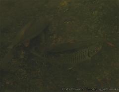 Somphong Barb photo 3
