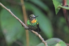 Heliangelus micraster