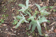 Brachychiton