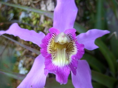 Laelia