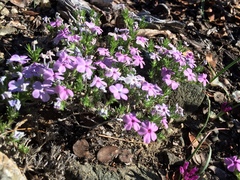 Phlox diffusa