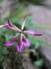 Trifolium brandegeei