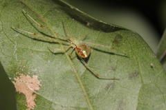 Thwaitesia glabicauda