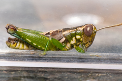 Phaulotettix