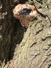 Fungi