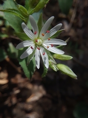 Stellaria corei