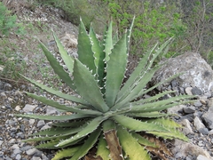 Agave xylonacantha