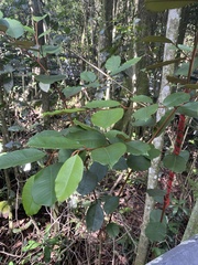 Chrysophyllum oliviforme image