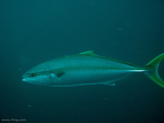Seriola lalandi