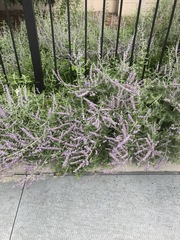 Salvia