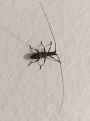 Dorcaschema alternatum