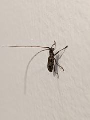 Dorcaschema alternatum