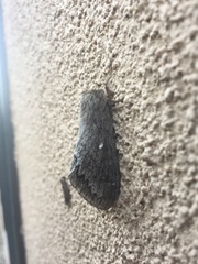 Gloveria arizonensis