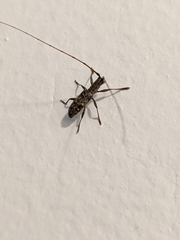 Dorcaschema alternatum