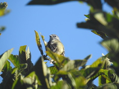 Phyllomyias griseiceps