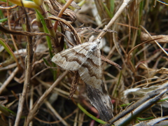 Perizoma custodiata