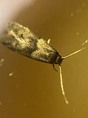 Blastobasis glandulella