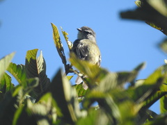 Phyllomyias griseiceps