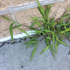 Digitaria ischaemum