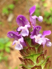 Prunella vulgaris