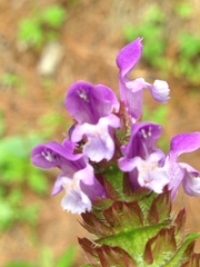 Prunella vulgaris
