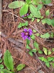 Prunella vulgaris