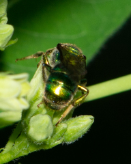 Augochloropsis viridula