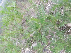 Pseudosmodingium andrieuxii