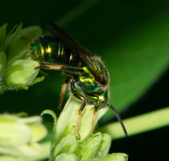 Augochloropsis viridula