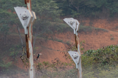 Pteroglossus aracari