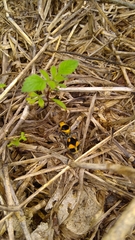 Dasymutilla munifica