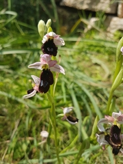 Ophrys bertolonii balearica